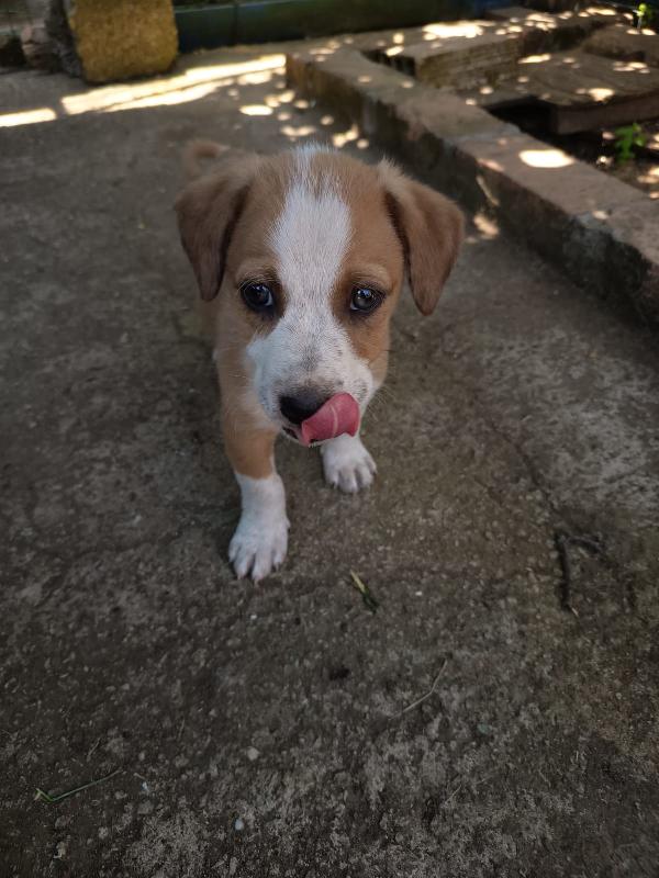💛BIRILLO, SPLENDIDO DOLCE CUCCIOLO, CERCA CONDIVISIONI E ADOZIONE 🏠 Foto 3